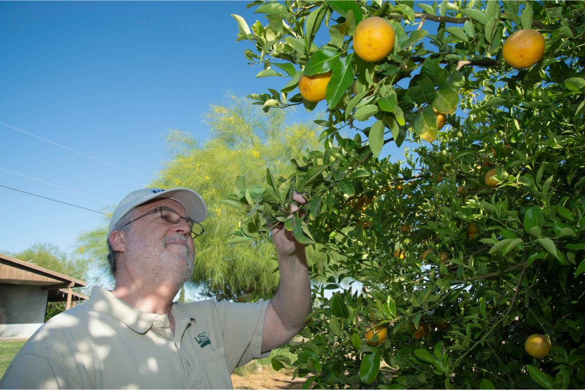 Citrus greening confirmed for the first time in Arizona, Nogales area quarantined