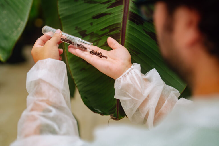 Chiquita yelloway banana