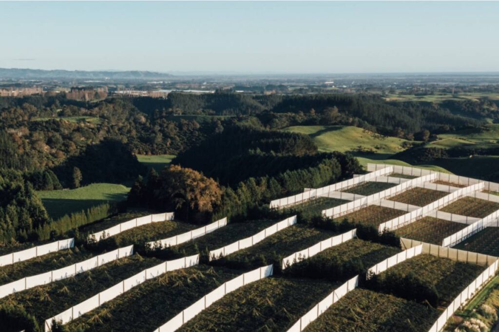 Zespri’s final forecast points to record kiwifruit returns for the 2025/26 season, driven by strong global demand