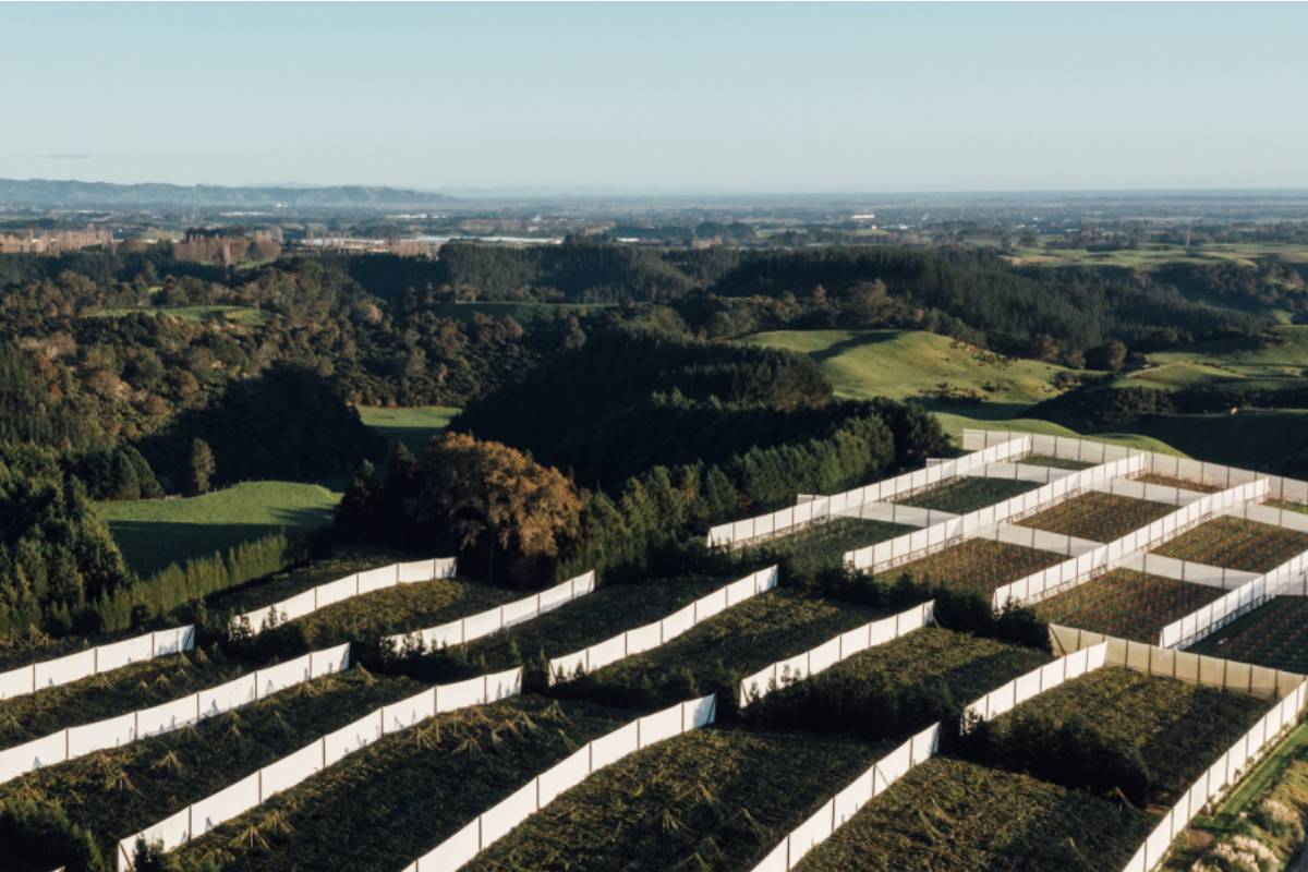 Zespri’s final forecast points to record kiwifruit returns for the 2025/26 season, driven by strong global demand