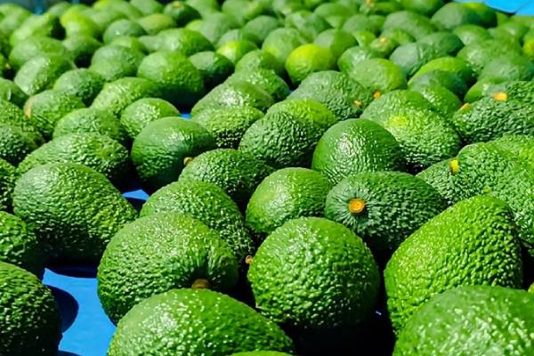 Peruvian avocado with no cadmium
