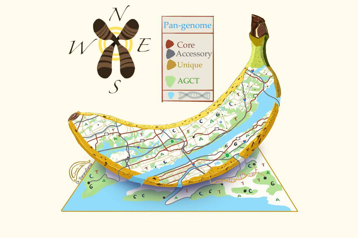 Mapping the future of bananas: The pan-genome breakthrough to develop disease- and weather-resilient varieties