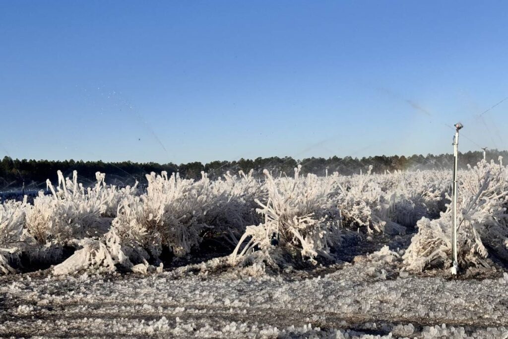 Berry growers in North and Central Florida face the devastating effects of the latest cold snap