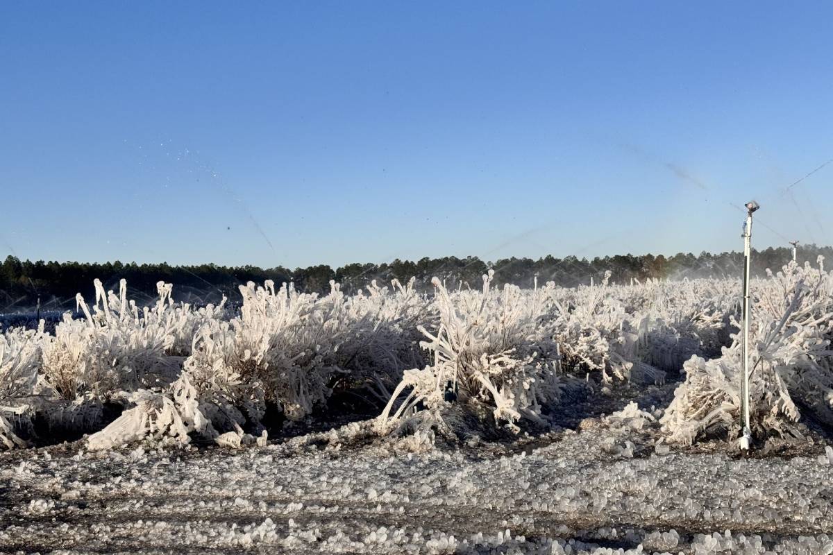 Berry growers in North and Central Florida face the devastating effects of the latest cold snap