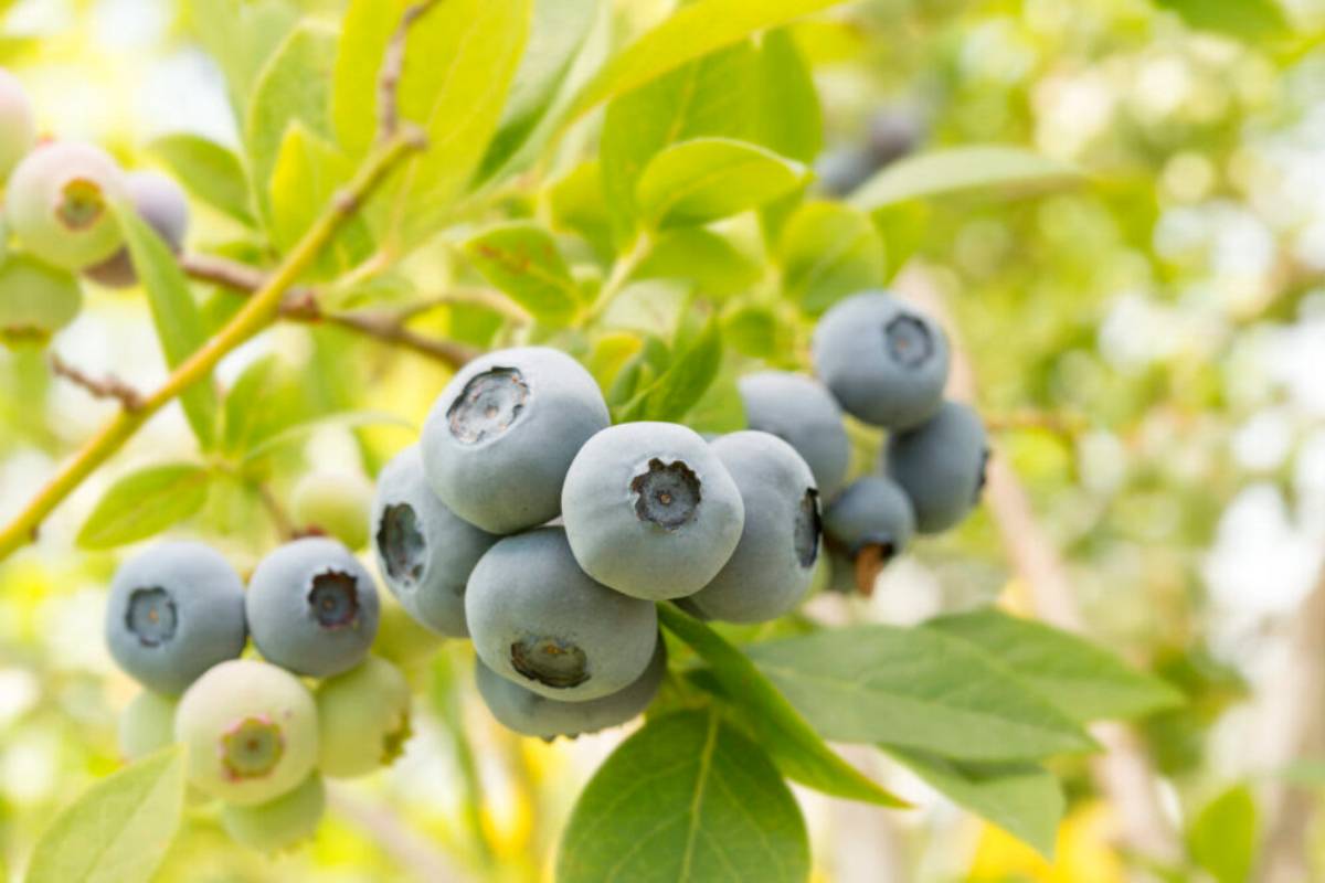 VentureFruit strengthens North American footprint through new strategic berry partnership