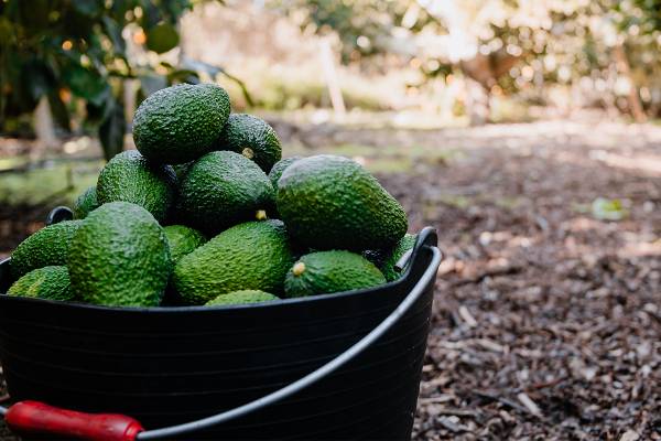 potentially a bucket of Australian avocados