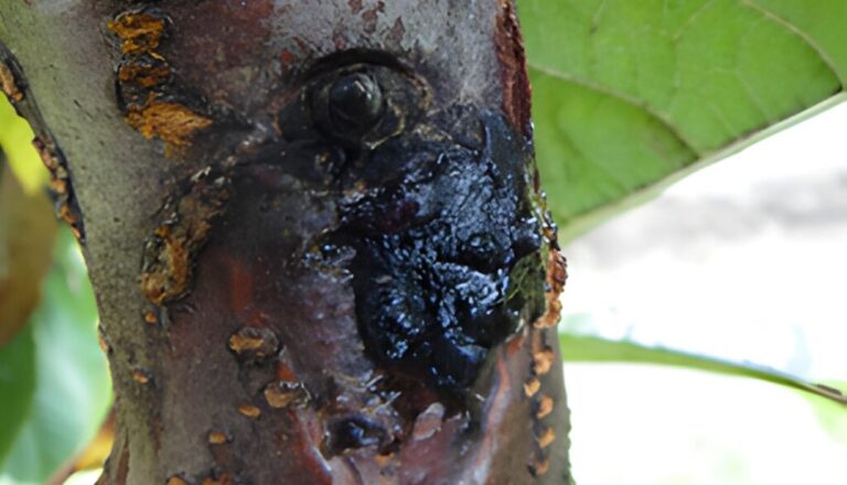 cherry bacterial canker