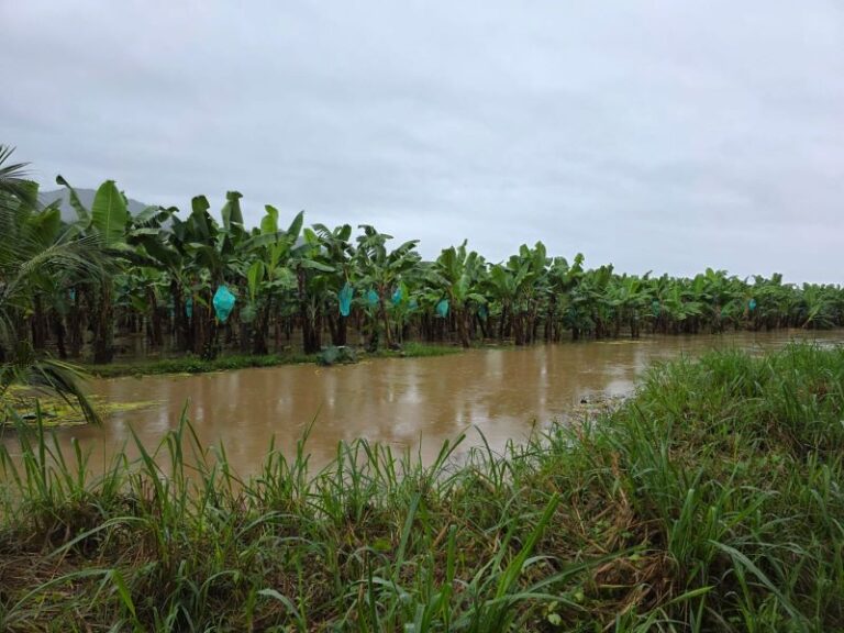 flooded banana fields in Colombia, which could be benefited by the pan-genome