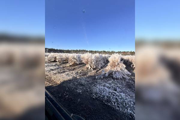 Florida frozen blueberry fields