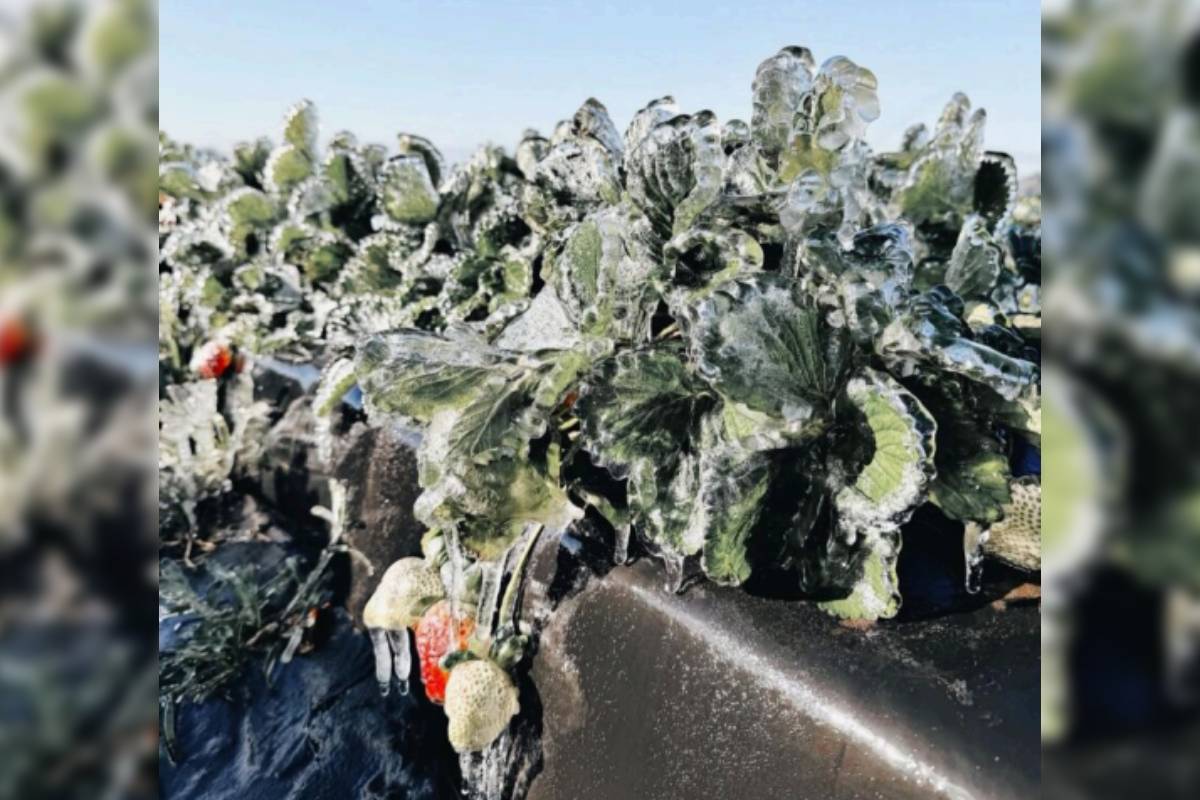 Florida's $3.1 billion freeze damage: Citrus, berries, and sugarcane face massive losses