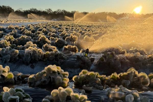 Florida frozen strawberry fields