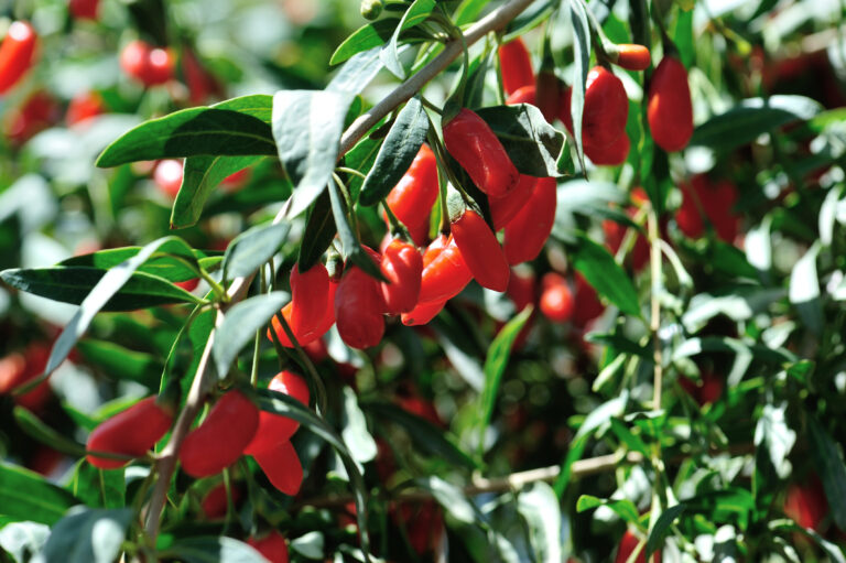 goji berry on tree