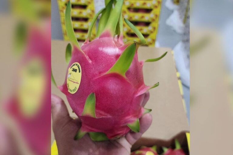 dragon fruit