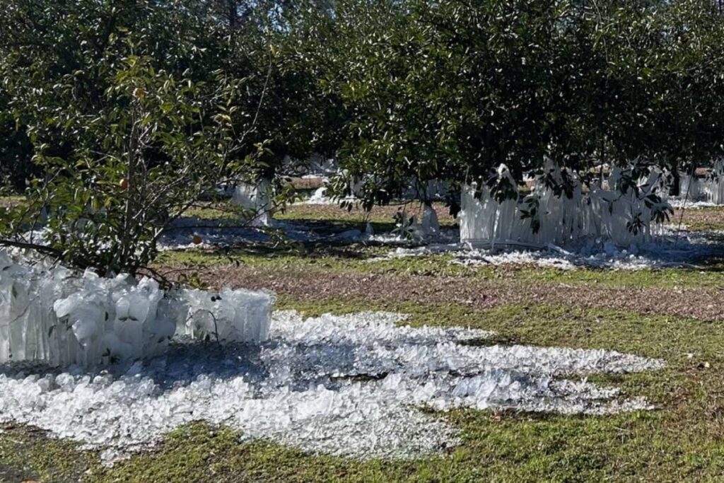 After the freeze: Citrus recovery takes patience, drainage, and timing