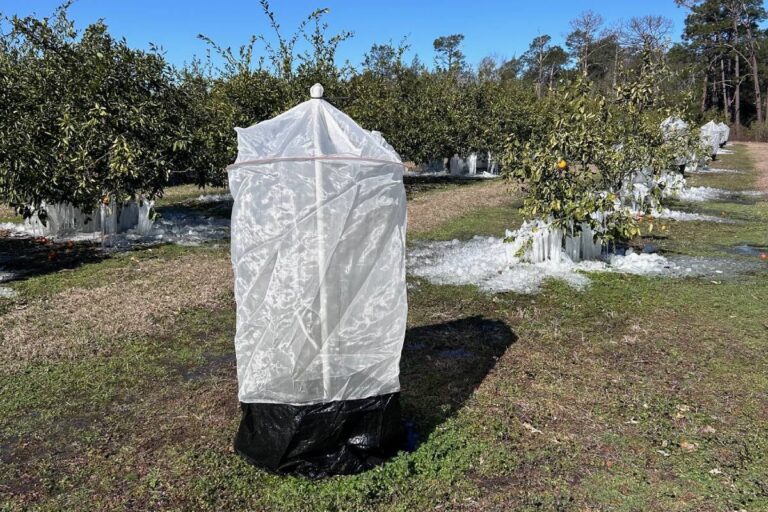 freeze treatment prevention