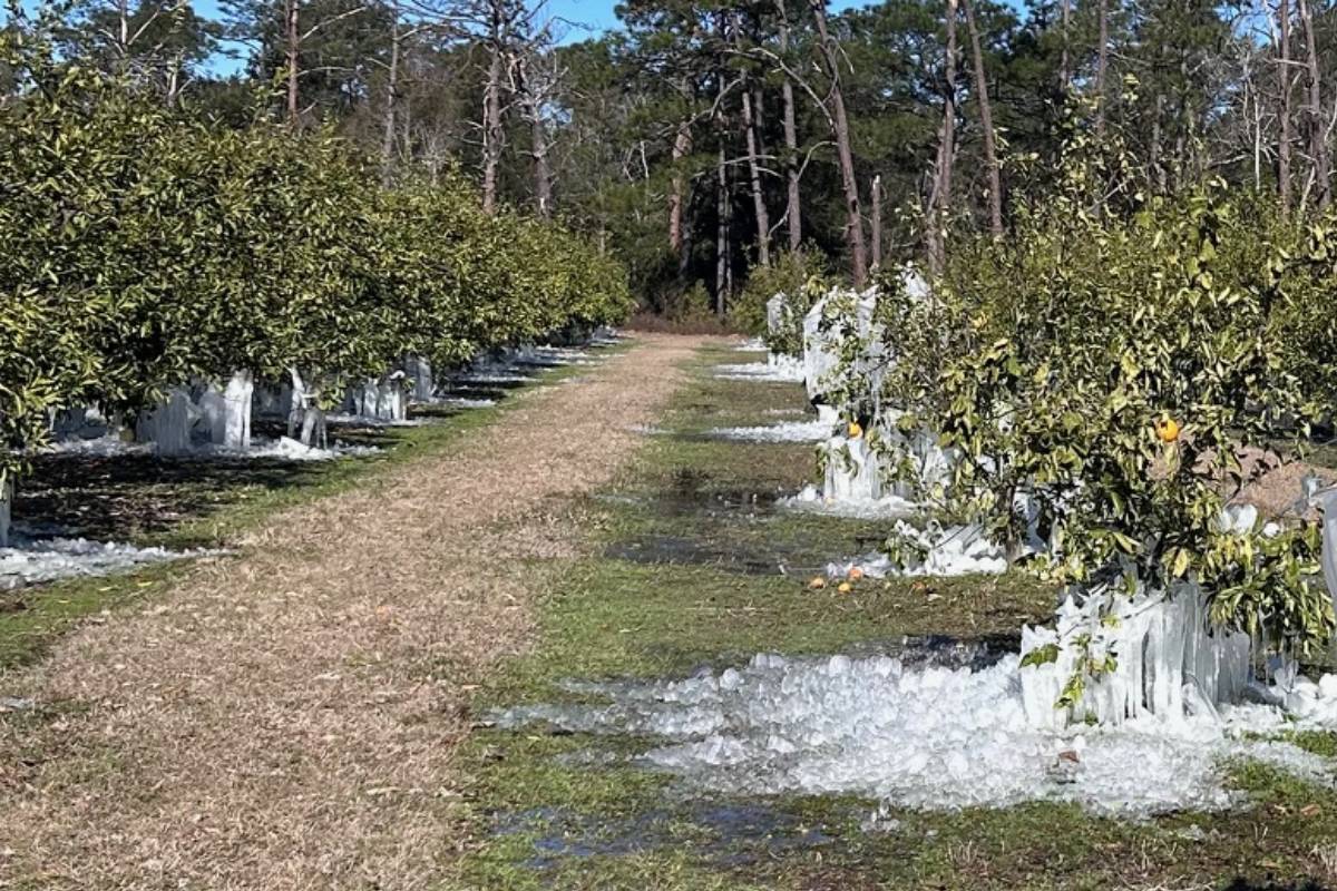 Florida citrus farmers can now apply for over $600 million in USDA disaster grants