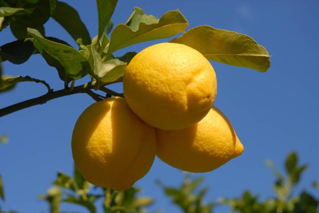 Global lemon and lime production to dip in 2025/26 as EU and Türkiye face yield losses