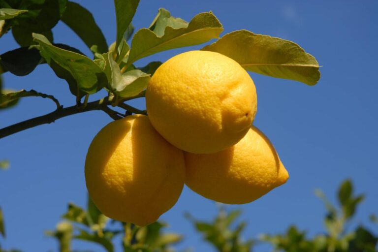Lemons on a tree, potentially seedless