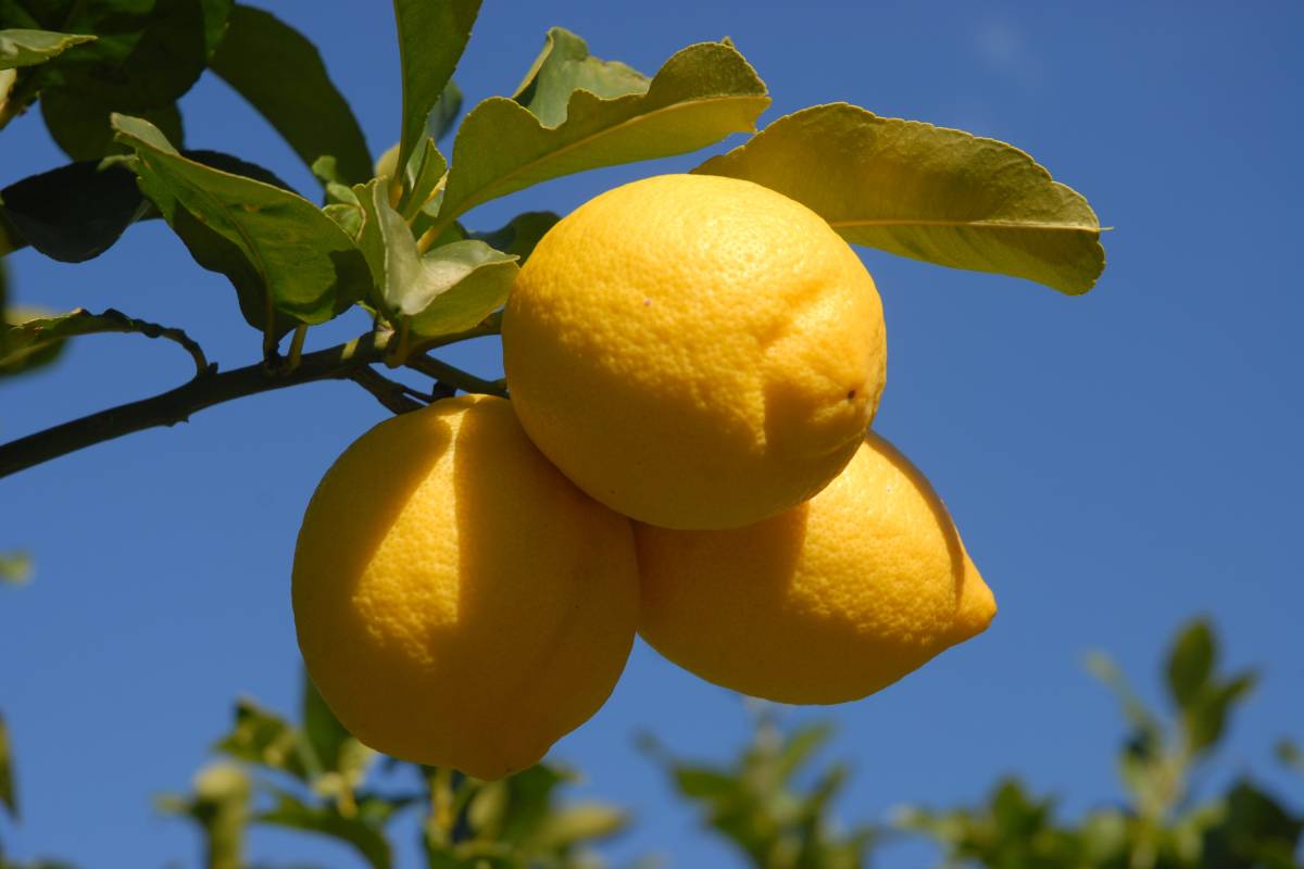 Global lemon and lime production to dip in 2025/26 as EU and Türkiye face yield losses