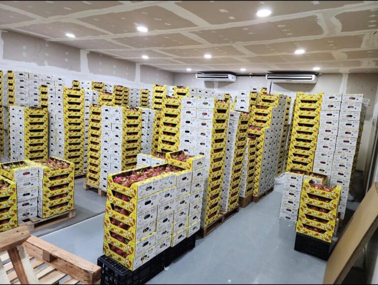 Lilia Margarita dragon fruit boxes