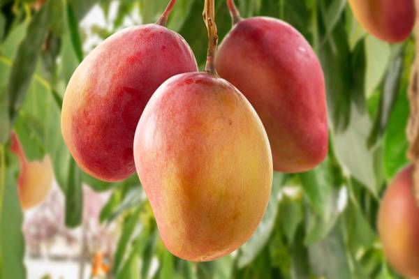 mexican mango on tree