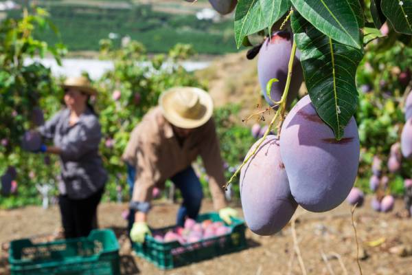 mexican mango harvesting