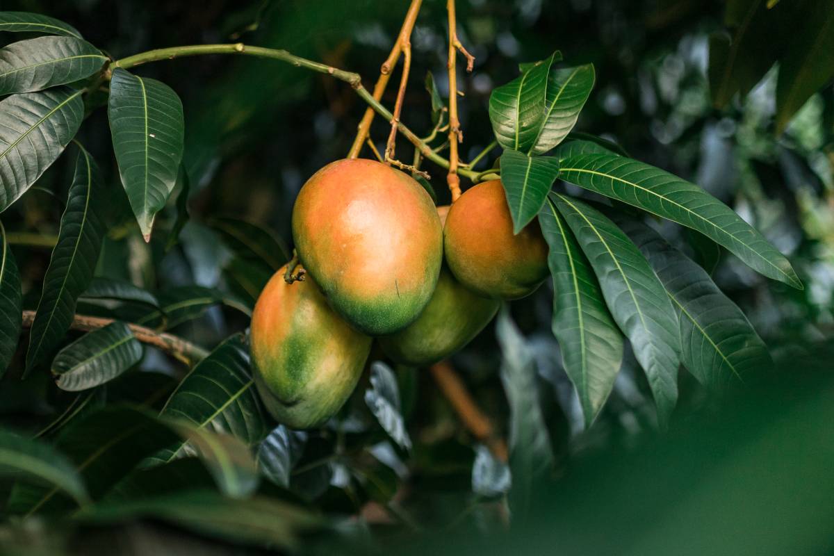 Asia and the Middle East: Two “very attractive” markets for Michoacán mangoes