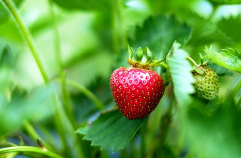  market definition strawberries