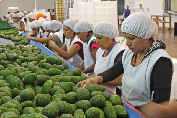 Peruvian avocado with no cadmium