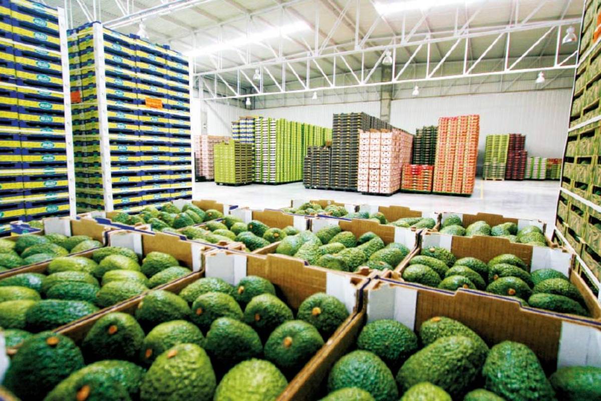 Peruvian avocado industry reinforces national strategy against new cadmium limits