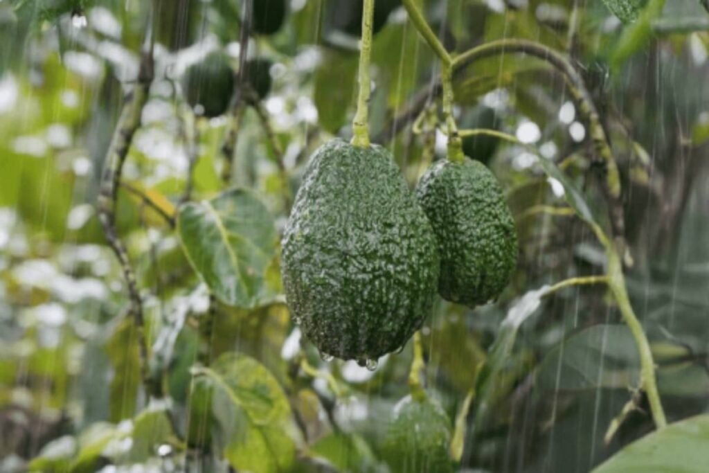 Eosta reveals organic raingrown initiative saved over 422 million gallons of water in 2025