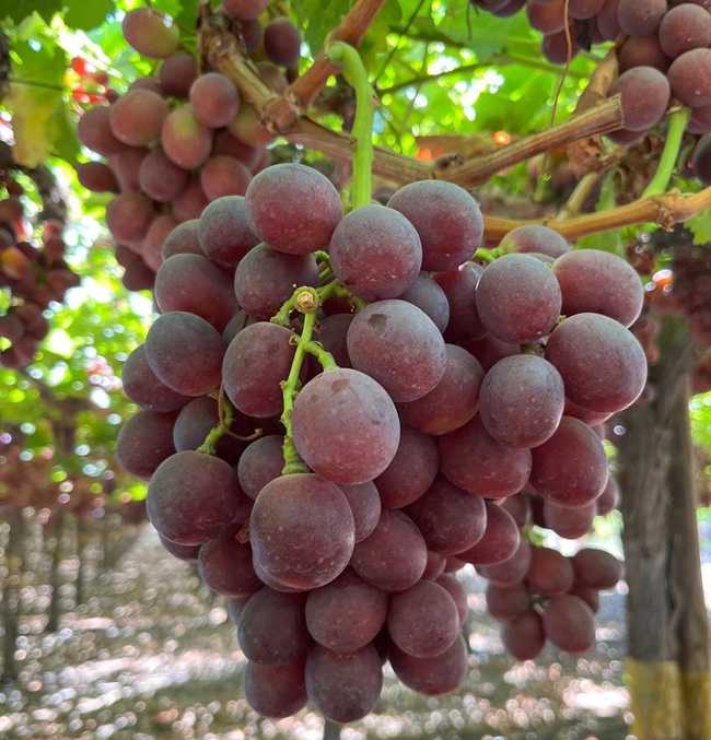 rioblanco grapes on vine