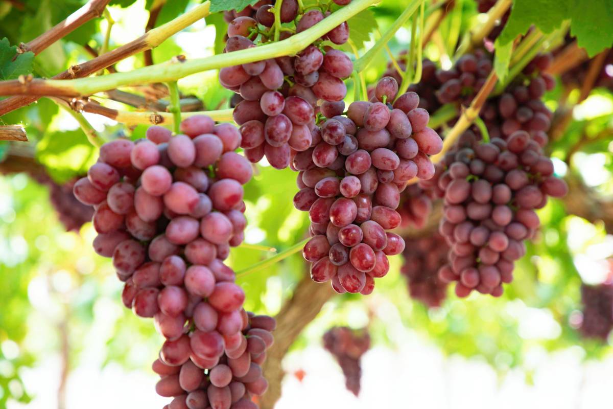 Fresh Farms partners up with Sun World to supply branded table grapes to North America