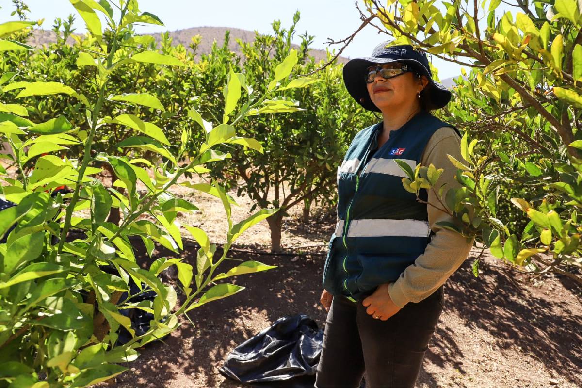 Chile's fruit fly war: 50 percent of outbreaks in the season are eradicated
