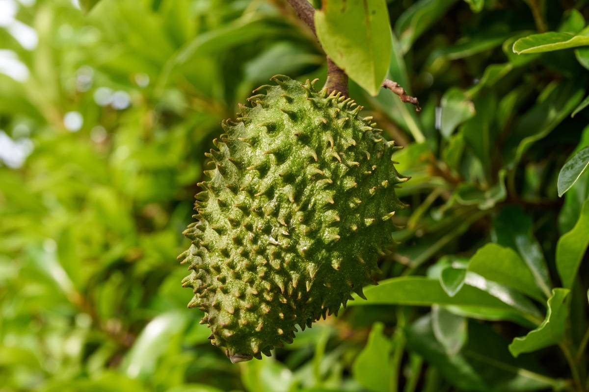 Mexico registers new high-quality soursop variety, boosting global leadership