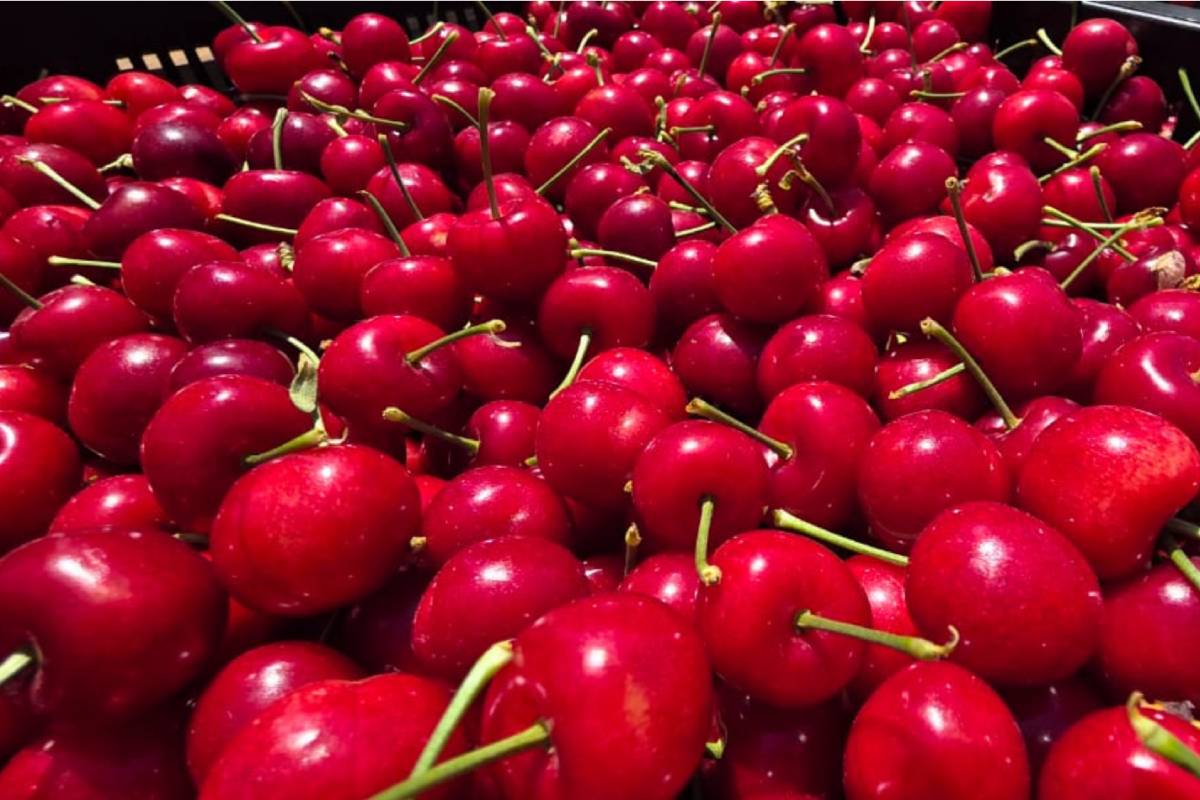 The South African cherry industry expands and aims to double production in five years