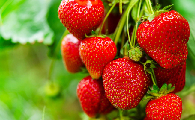 organic strawberries