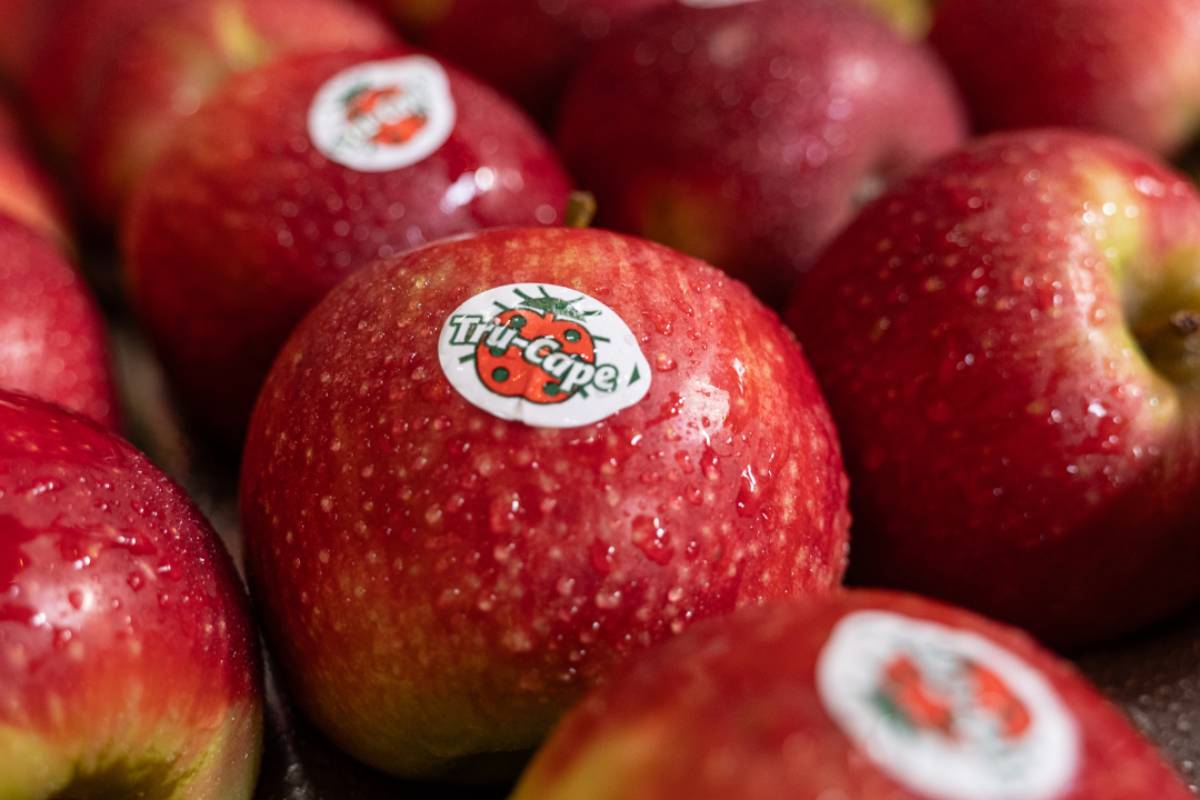 South African pome fruit season kicks off early with promising quality, despite hail and logistics issues