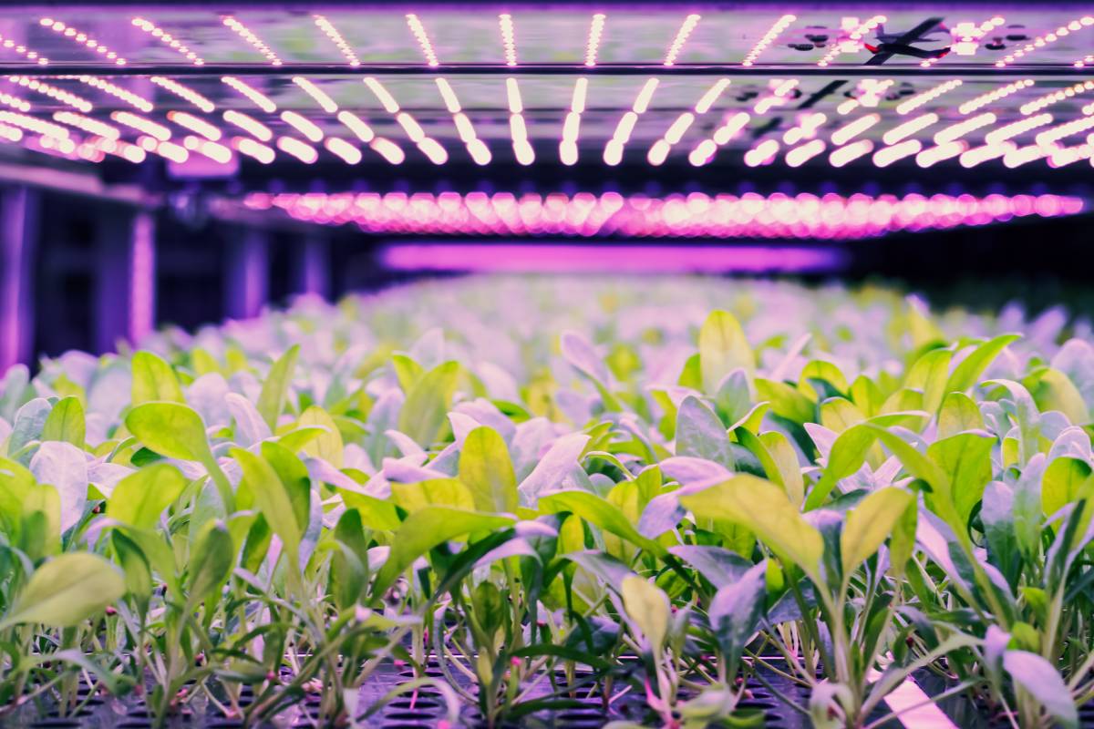 Vertical farming market set to quadruple by 2032, driven by urban innovation