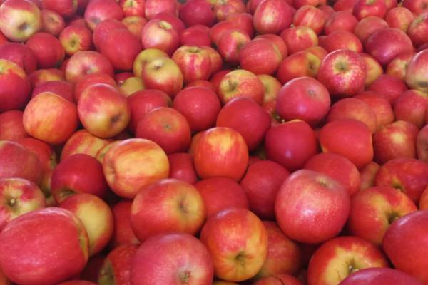 tru-cape pink lady apples