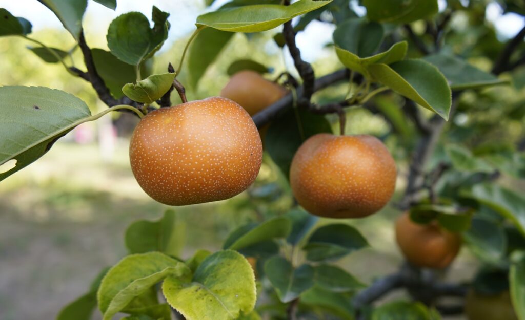 Fresh Chinese pears face oversupply as Asian and Russian exports grow