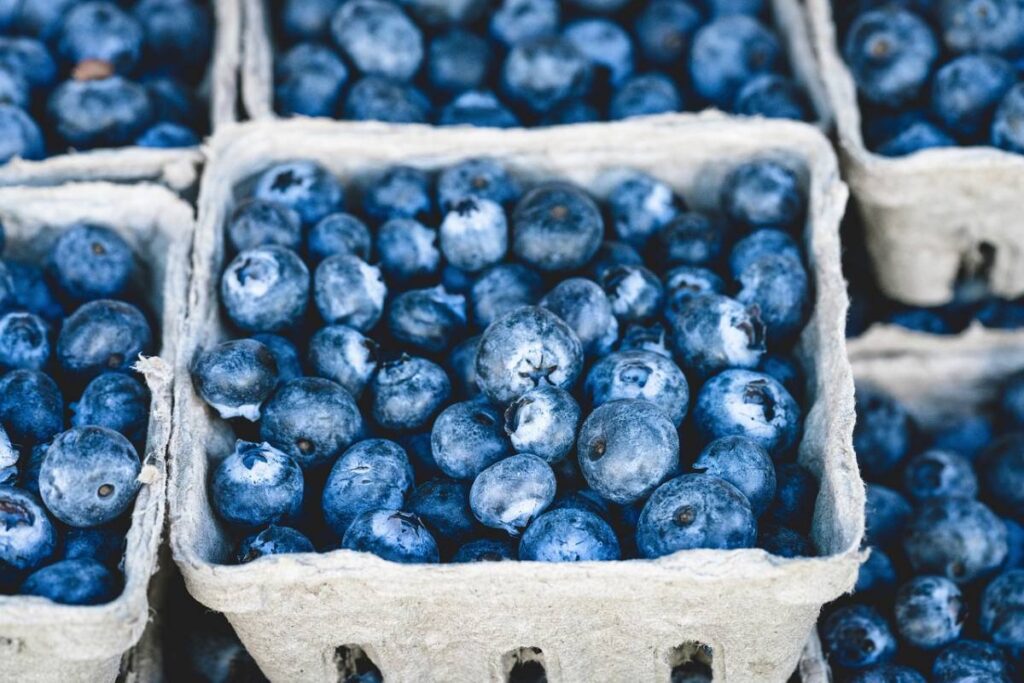 Severe storm damage threatens Moroccan blueberry growers, with losses expected to exceed 20 percent