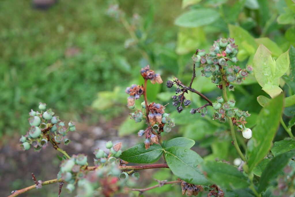 Blueberry scorch virus confirmed in central Washington