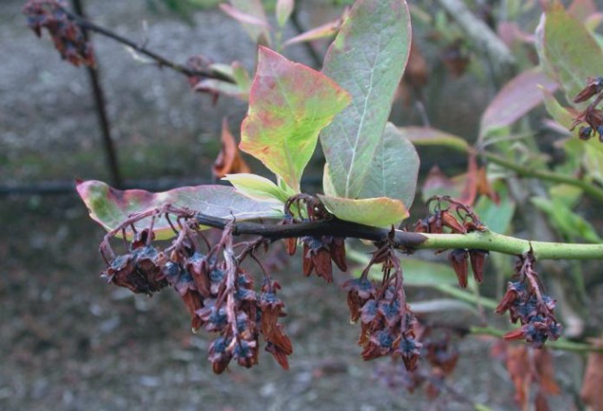 Blueberry scorch virus plant