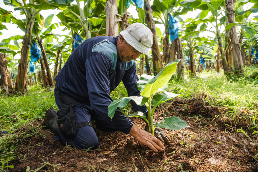 Mexico deploys strict TR4 protocols ahead of international banana meeting