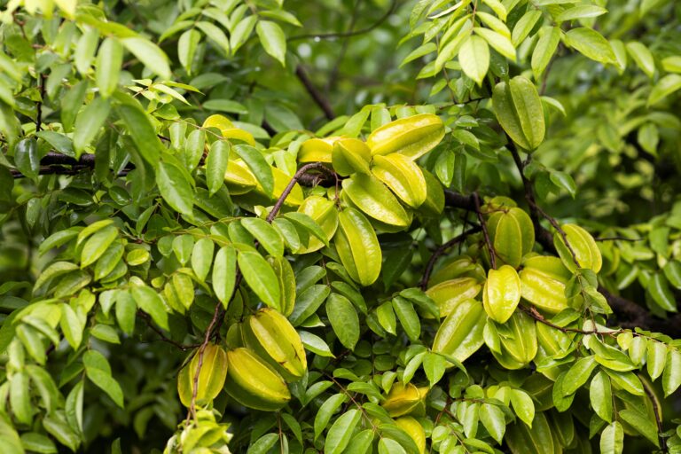  tropical fruit in Florida