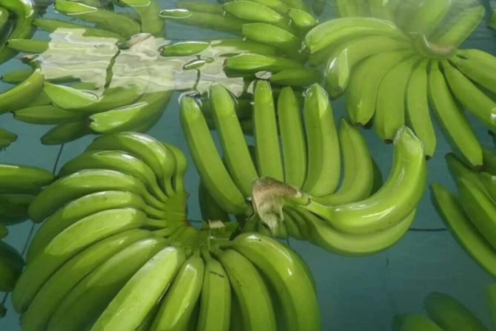 Ecuadorian banana exports increased by nearly 10 percent in January