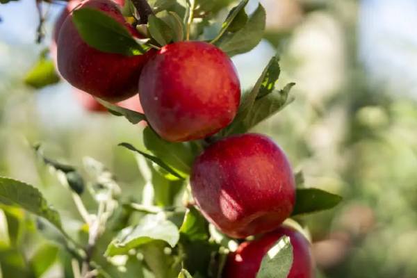 Envy Apples T&G Global