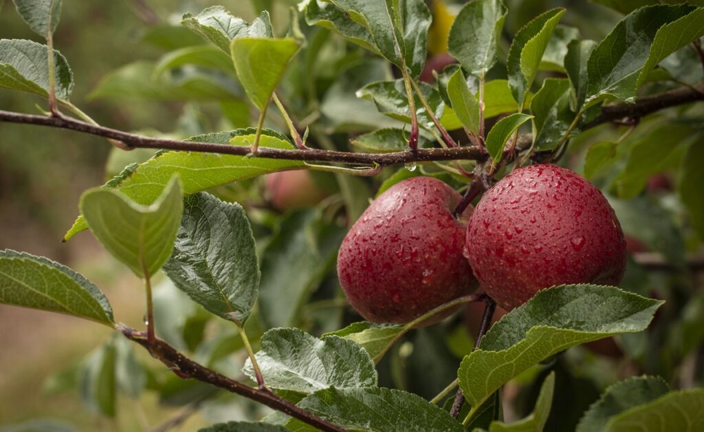 “The best is yet to come”: Optimism is driving South Africa's apple and pear industry