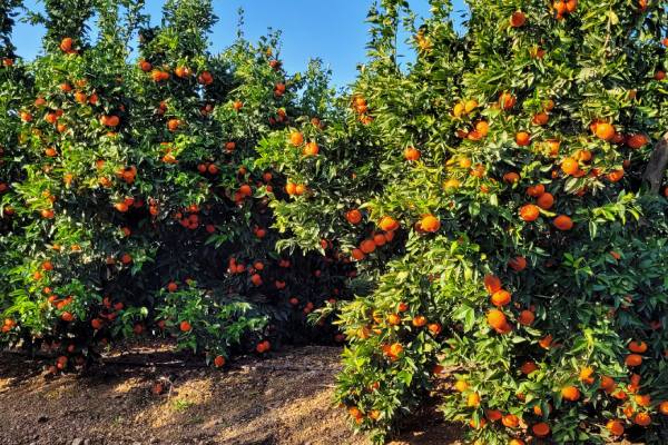 genesis fresh citrus